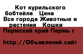 Кот курильского бобтейла › Цена ­ 5 000 - Все города Животные и растения » Кошки   . Пермский край,Пермь г.
